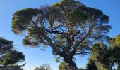 Tour Wandern Aups - 2023-01-31 Col de la Bigue - Les Eyssariades - Photo 2