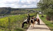 Tocht Paardrijden Sierck-les-Bains - crte-Sierck-Manderen-Apach - Photo 1