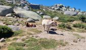 Tocht Mountainbike Zicavo - Balade sur le plateau du Coscione - VTT - Photo 9