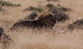 Trail 4x4 Unknown - Parc Etosha Namibia  - Photo 3