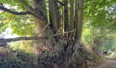 Randonnée Marche Guipavas - Chemin creux des trognes - Photo 3