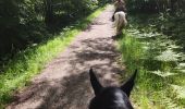 Trail Horseback riding Falck - Falck - Forêt de la Houve - Photo 13