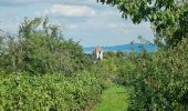 Tour Zu Fuß Cleebronn - Z2 Berg. Wald. Wolf. - Wanderdreiklang Cleebronn - Photo 3