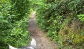 Trail Horseback riding Neufchâteau - Bois d’Ospot depuis les pompiers - Photo 9