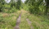 Excursión Senderismo Maaseik - Gruitroderbos -  dunes - Photo 3