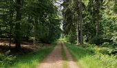 Trail Walking Vielsalm - Forêt domaniale du Grand-Bois - Photo 7