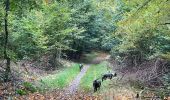 Randonnée Marche Martelange - Dans l’intimité d’une forêt  - Photo 13