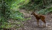 Tour Wandern Chevagny-les-Chevrières - 22.08.2021 - Photo 6