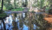 Excursión Senderismo Chimay - Bois de Baileux et l'Eau noire - Photo 6