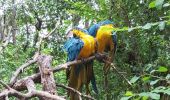 Tocht Stappen Samborondón - Parque histórico de Guayaquil - Photo 9