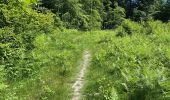 Trail Walking Oud-Heverlee - Sint-Joris-Weert (Forêt de Meerdaal) - Photo 3