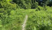 Tocht Stappen Oud-Heverlee - Sint-Joris-Weert (Forêt de Meerdaal) - Photo 3