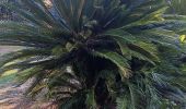 Trail Walking Saint-Cyprien - jardin des plantes de Saint cyprien  - Photo 11