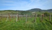 Tocht Stappen Saint-Hippolyte - St-Hippolyte - Rorschwihr - Grasberg - Bergheim - Reichenberg - Rodern - Photo 12