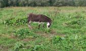 Tocht Stappen Serques - marais audomarois - Photo 3