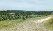 Tocht Stappen Montreuil-aux-Lions - Montreuil-aux-Lions du 20-07-2024 - Photo 4