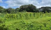 Excursión  Le Morne-Rouge - Sainte Cécile/crête du Cournan/Beauvallon  - Photo 14