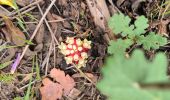 Trail Walking Trans-en-Provence - vallon du Rousset la Motte  - Photo 2