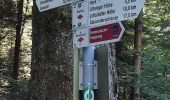 Trail On foot Oberharmersbach - Riersbach - Hark - Photo 2