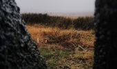 Trail Walking Waimes - CANI-RANDO TOUR ( boucle les caillebotis de la fagne wallonne) - Photo 6