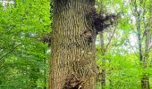 Tocht Te voet Fontainebleau - Fontainebleau les monts de Fay - Photo 11