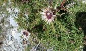 Trail Walking Beaumont-du-Ventoux - ventoux par ancien gr9 et hr4 - Photo 6