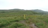 Tocht Te voet West Cork - Cahergal Loop Walk - Photo 4