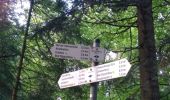 Trail On foot Bad Rippoldsau-Schapbach - Grenzweg - Photo 7