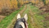 Trail Horseback riding Neufchâteau - Bois de la Fosse - Photo 1