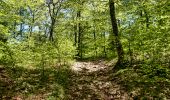 Randonnée Marche Saint-Agnan-en-Vercors - Col de Rousset - Le But de Nève - Photo 12