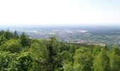 Percorso A piedi Alzenau - Schwarzer Fuchs, Rundwanderweg Hemsbacher Kreuz - Photo 4