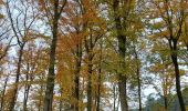 Trail Walking Court-Saint-Étienne - jolie promenade d'automne - Photo 3