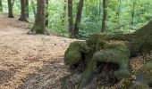 Tour Zu Fuß Haltern am See - Seehof Rundweg A4 - Photo 3