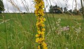 Trail Walking Murat - Murat - La Bonnevie de Saint-Antoine - Photo 10