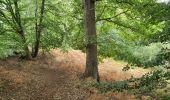 Percorso Marcia Braine-Le-Comte - bois de la houssière - Photo 2