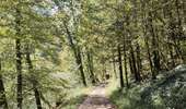 Trail Walking Goumois - Circuit du barrage de la Goule - Photo 13