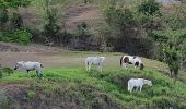 Tour Wandern Rivière-Salée - Trenel à la Palun Petit-Bourg  - Photo 3