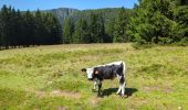 Percorso Marcia Orbey - Circuit des 2 lacs : lac du Forlet et lac Vert - Photo 16