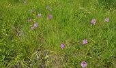 Tour Wandern La Motte-Chalancon - LA MOTTE CHALANCON - LE PLATEAU DE LA CHAU - Photo 2