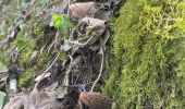 Tour Wandern Mûres - Alby sur cheran.  - Photo 1