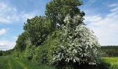 Tour Zu Fuß Hohenstein - Rundwanderweg Rotmilan - Photo 1