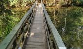 Trail Walking Waimes - Barrage de Robert Ville et Château Steinhart - Photo 11