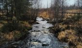 Trail Walking Waimes - CANI-RANDO TOUR ( boucle les caillebotis de la fagne wallonne) - Photo 8