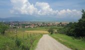 Excursión A pie Miercurea Ciuc - Csíksomlyói kör Piros pont (RO) - Photo 6