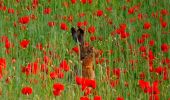 Trail On foot Arezzo - CAI 547 - Photo 7