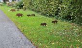 Randonnée Marche Stoumont - La Gleize (Ruy - Exbomont - Mont des Brumes) - Photo 6