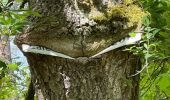 Tour Wandern Ormoy-le-Davien - 040522 - Boucle Ormoy le Davien - Moulin de Wallu... - Photo 10