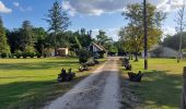 Tour Wandern Brinon-sur-Sauldre - Balade dans le domaine des bulles de Sologne - Photo 4