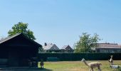 Tour Wandern Sint-Truiden - La reserve naturelle Op d’Hei à Runkelen - Photo 7