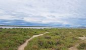 Tocht Stappen Vic-la-Gardiole - Circuit des salines  - Photo 11